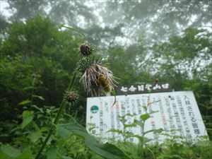 現在、アザミが最盛期です。