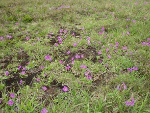 赤石川手前のエゾコザクラ