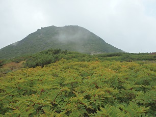 ウラジロナナカマドと桂月岳（石室から）