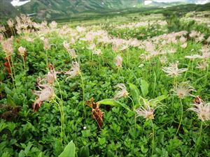 雲ノ平のチングルマの多くは綿毛になっています。