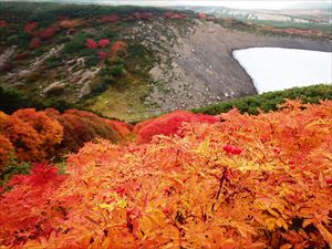 北海沢周辺のナナカマドは色のばらつきはありますが、どれも紅葉してとてもきれいです。