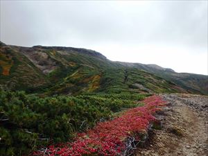 北海岳までの道中も少しずつ紅葉しているのが見られます。