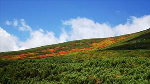 タスキ（正面の紅葉帯）と呼ばれる場所も鮮やかに紅葉しています。