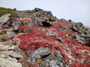 桂月岳の様子。ウラシマツツジが赤く山を彩っています。