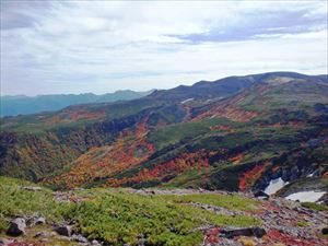 紅葉前線下降中。ダケカンバも黄葉してきて、標高1500メートル付近を通過中でした。