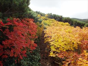 沢から5分ほど登ったところのナナカマド帯ですがいい感じに紅葉していました。