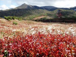 ピークは過ぎましたが、雲ノ平のチングルマ帯の紅葉は美しく見頃です。