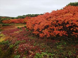 道端の紅葉