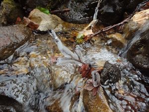 沢の水をかぶっていた木の枝は凍り付いていました．．．山の秋は一瞬です。