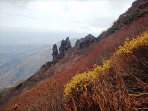 奇跡的に残ったウコンウツギの黄葉とマネキ岩