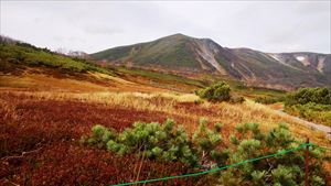 第二花畑から見る緑岳