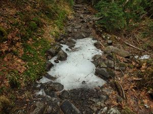 登山口から第一花畑の間の樹林帯には、所々に残雪があるので雪上の踏み抜きや歩道上の転倒に注意して下さい。