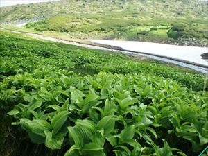 赤石川付近はバイケイソウが多く群生していました。