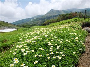 黒岳石室から赤石川へ向かう道中でチングルマが一面に広がっていました。