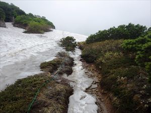 第一花畑からエイコの沢までは、ほぼ夏道の上を歩くことになります。