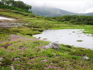 緑岳 第一花畑のエゾコザクラの群落が見事でした。