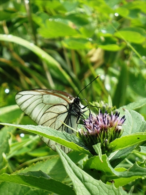 ナガバキタアザミの蜜を吸うエゾシロチョウ