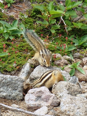 エゾシマリス