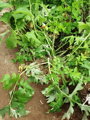 植物の踏み跡