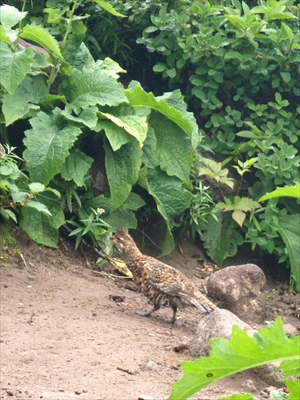 エゾライチョウ