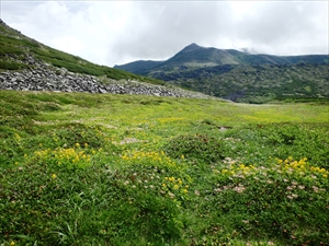 コガネギクの花畑と烏帽子岳