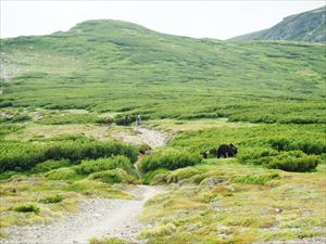 歩道を横切るヒグマの親子