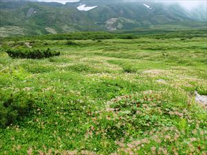 雲ノ平のチングルマは、綿毛になり始めていました。