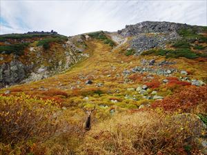 白雲岳避難小屋周辺で遭遇したエゾシカ