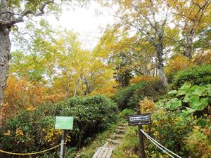黒岳カムイの森の道入口