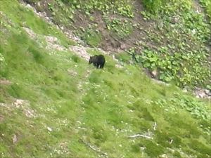 作業終わりに、エイコの沢で餌を探しているヒグマを目撃しました。