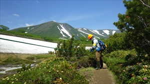 高山植物が咲き始めています