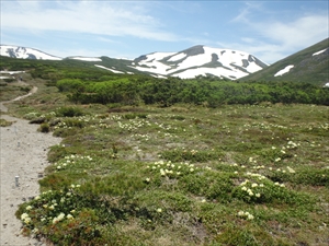 雲ノ平から北鎮岳と花畑