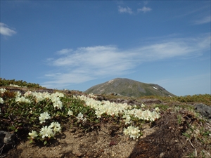 雲ノ平にてキバナシャクナゲがたくさん咲いていました