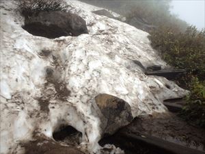 黒岳7合目から山頂間の雪渓はほぼなくなりましたが数か所、雪渓上を歩行しますので、滑落や転倒にご注意下さい。