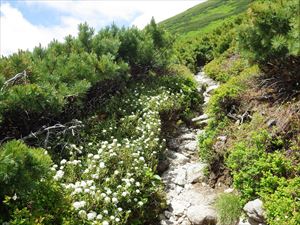 コマクサ広場から緑岳山頂に向かう道はエゾイソツツジの白い花が咲き誇っていました。