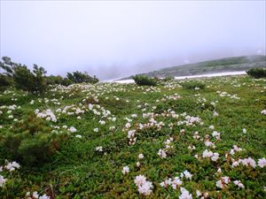 雲ノ平にはキバナシャクナゲが多く群生しており見頃を迎えています。