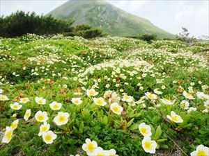 黒岳石室分岐から雲ノ平方面へ向かうとチングルマも見事に花を咲かせていました。