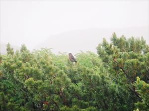 天気が悪く登山者がいないためか、ギンザンマシコを１度に複数羽確認できました。