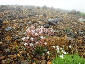 クモマユキノシタが開花していました。