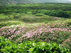 赤石川方面はエゾノツガザクラ等が開花しています。