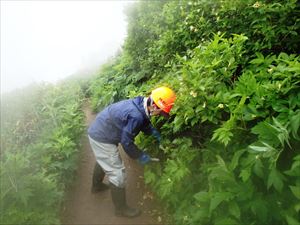 剪定しながらの作業