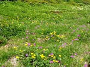 エゾコザクラとミヤマキンバイの花畑