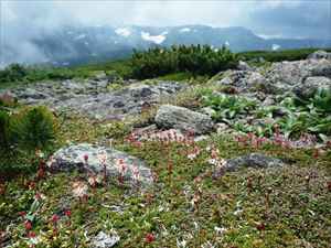 チシマツガザクラ。奥は北海岳方面