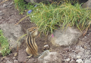 山頂ではエゾシマリスが植物を食べているところを目撃しました。