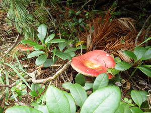 昨今の雨の影響もあるためか、ハイマツなどの近くでは様々なキノコが出てきました。