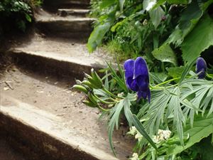 ダイセツトリカブト（８合目）この株は花と実の両方が見られました。