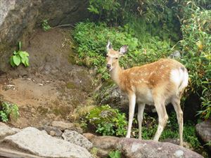 エゾシカが食事中で、近づいても逃げる素振りを見せません。