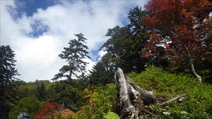 樹林帯のナナカマドも色付きました