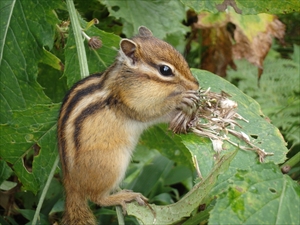 エゾシマリス