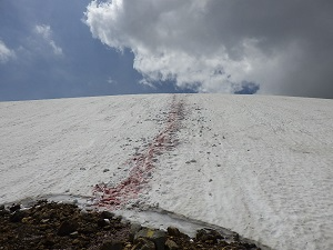 北鎮岳道中の雪渓（マーキング後）